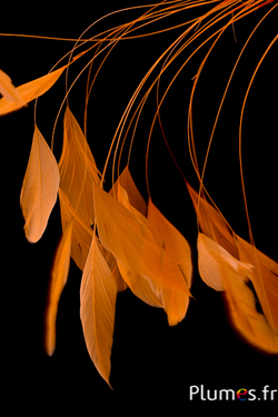 Coquetips - 13-18 cm - orange
